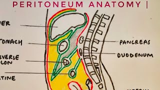 Peritoneum anatomy  med tutorials [upl. by Aenel]