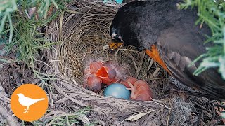 Robin Gives up Trying to Feed Struggling Baby Chicks [upl. by Charlena]