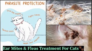 Ear Mites amp Fleas Treatment For Cats 🙀 How to know your cat has ear mites cat meowmate viral [upl. by Odetta]