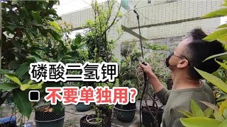 磷酸二氫鉀最好不要單獨用，加上這個“伴侶”，吸收快、效果好！ [upl. by Kung]