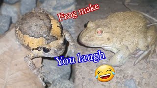 catch the funny frog make you laugh catch the frog look like funny parts2 frog funnyshorts [upl. by Fidela]