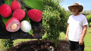 Our Backyard Lychee Trees  Yard Tour 2019  Sarasota Florida [upl. by Erdreid603]