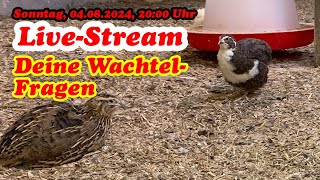 Deine Fragen zur Wachtelhaltung  Livestream von der Wachtelfarm Hettstedt [upl. by Chak686]