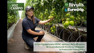 Testimonio Vapac  Sistema hidropónico para Tomate Saladette [upl. by Aisetal]