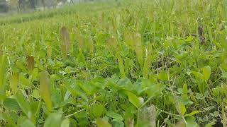 Grassy land in village greengrass greenry pakistan punjabi Saraiki balochistan kpk gb globe [upl. by Hau]