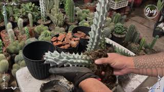 004  Caterpillar Cactus Stenocereus beneckei  Repotting [upl. by Andersen]