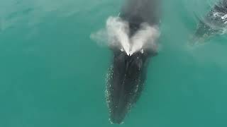 Megaptera novaeangliae kambur balina The humpback whale in Livingston Island Antarctic Peninsula [upl. by Oicaro340]