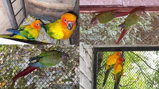 Sun conure New Season  Suncanor Green conure Jenday conure Breeder Pairs  M Birds [upl. by Marrilee495]