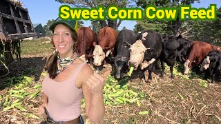 Cows Love Sweet Corn [upl. by Helbona]