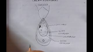 Chlamydomonas diagram How to draw chlamydomonas  algae [upl. by Baptiste]