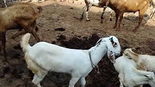 bakri mating video First Time Male Goat And FemaleRajisthani Goat Mating Video full Detailsmating [upl. by Aniryt794]