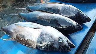 Live 07 June 24 ‼️🔥 Cutting Fresh Yellowfin Tuna [upl. by Ahsercel]