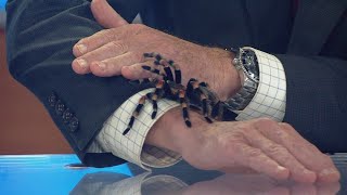 A Mexican Redknee Tarantula joins the CBS 8 team on set [upl. by Darla582]