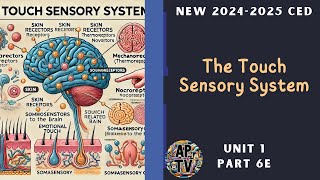 🎯The Touch Sensory System  AP Psychology Unit 1 Part 6🎯 [upl. by Arjan9]