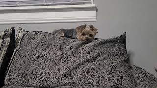 quotRylies Silly Dreamtime Escapadequot goodnight viralvideo yorkies funny Rylie [upl. by Einon968]