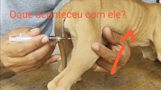 COMO APLICAR POTENAY EM FILHOTE DE CACHORRO APLICAR VACINA INTRAMUSCULAR EM FILHOTE [upl. by Lamek]