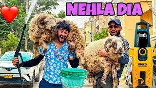 ALHAMDULILLAH Babloo Or Dabloo ko Nehla Dia😍 Qurbani Vlog Bakra Eid [upl. by Bidget]