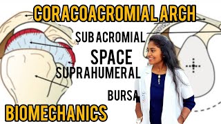 coracoacromial arch biomechanics subacromial impingement syndrome [upl. by Oralla]