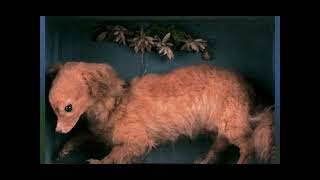 Animals from history episode 1 the turnspit dog [upl. by Cade597]