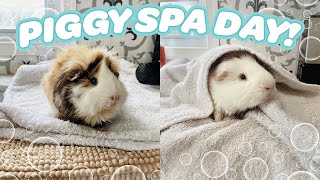 PIGGY SPA DAY 🧼🐽 HOW TO BATHE YOUR GUINEA PIGS [upl. by Naleek]