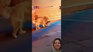 Brilliant dog funny pets ytshorts trending [upl. by Malonis]