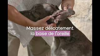 Comment nettoyer les oreilles de son chien avec la solution Epiotic [upl. by Fiedler870]