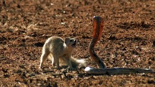 Mongoose Vs Cobra  Smithsonian Channel [upl. by Julis25]