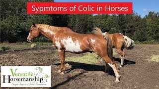 Symptoms Of Colic In Horses  Versatile Horsemanship [upl. by Adilen413]