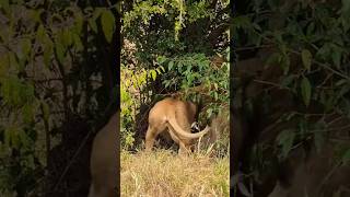 Lions mating animals shorts lion animallover trending [upl. by Chapen608]