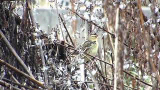 Female Bobolink calling and preening [upl. by Einaffit16]