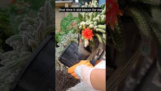 echinopsis chamaecereus peanut cactusyoutubeshorts shortvideo mycactuscollection [upl. by Tirza]