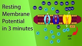 Resting Membrane Potential  NCERT Class 11Neural control and coordination  NEET Biology Animation [upl. by Mya952]