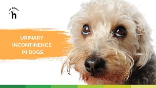 Urinary Incontinence in dogs [upl. by Carman605]