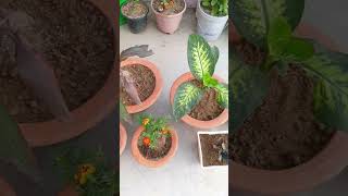 New plants☘️4Novflowres garden permaculture permacultureparadise plants permaculturelife [upl. by Enak]