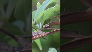 Top fact about mantis short viralshort animallover mantis [upl. by Eahsram126]