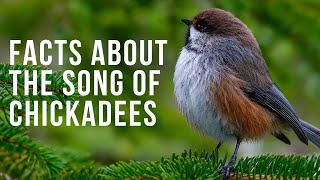 Fun Facts About the Song of Chickadees [upl. by Cyma]