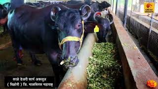 Murrah Buffalo Farm in Maharashtra Kale Dairy farm Akluj greatmaharashtra [upl. by Resay129]