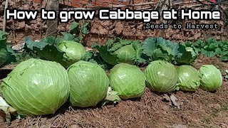 How to Grow Cabbage at Home from Seeds to Harvest  Easy fro Beginners by NY SOKHOM [upl. by Nunnery442]