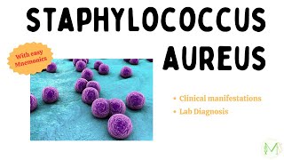 Staphylococcus aureus  Clinical Manifestations and Lab Diagnosis  Microbiology  Medinare [upl. by Yedoc]