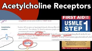 Acetylcholine receptors in HindiUrdu by first aid for USMLE step1 Nicotinic amp Muscuranic receptors [upl. by Nylrehc586]