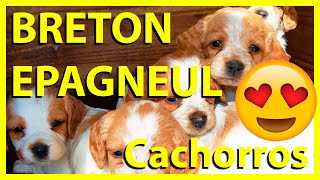 👉 Breton Epagneul Cachorros 😍 la MEJOR RAZA 🙌 [upl. by Nieberg]