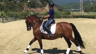 ATILA PRE Castrado 12 años En Venta Spanish Dressage Horse For Sale12 yearsgelding SOLD [upl. by Yanetruoc728]