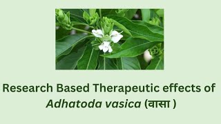 Therapeutic uses of Adhatoda vasica  Research based pharmacological activities of Adhatoda vasica [upl. by Aiuqat]