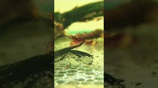 Beautiful Red Shrimps 🦐🦐🦞🦞🦐 fish shrimps fishvideo 4k shorts shortfeed [upl. by Aenat]