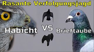 Habicht legt sich mit meiner Brieftaube an Wird er sie kriegen [upl. by Ainex675]