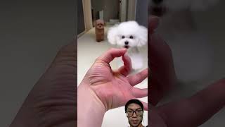 Pet Cute dog cute pets viralvideo funny shorts [upl. by Esaertal]