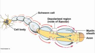 Axon structure song [upl. by Franzoni982]