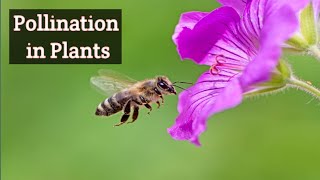 Pollination in Flowering Plants 3d Animation [upl. by Sirref]