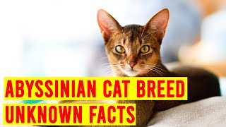 Abyssinian Cat Breed 7 Things To Know Before Buying One All Cats [upl. by Hamnet]