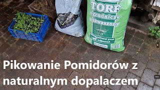 Jak pikować pomidory 🍅 [upl. by Haroppiz]